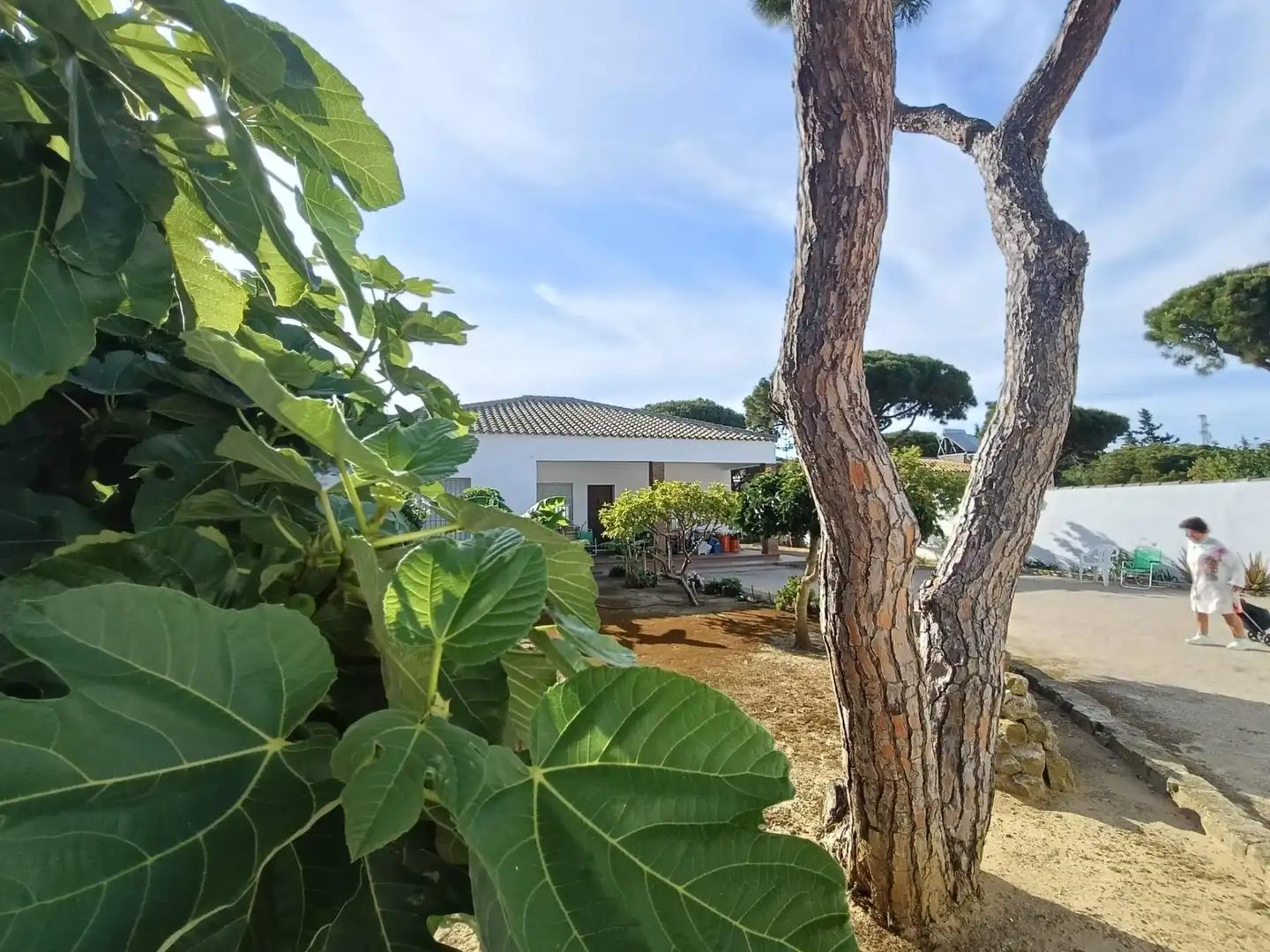 Vista exterior de Casa o xalet en venda en Chiclana de la Frontera amb Jardí privat