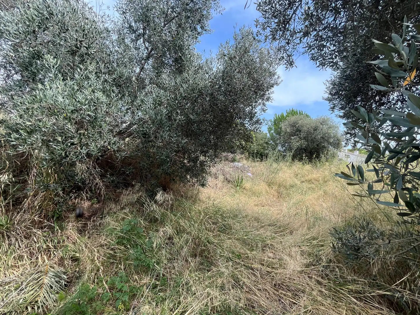 Terrenys i solars en venda a OM, imagen 17
