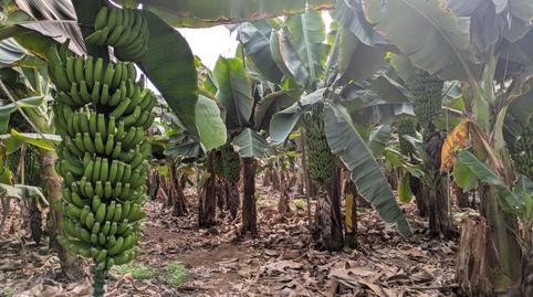 Photo 4 of Land for sale in Sardina, Gáldar