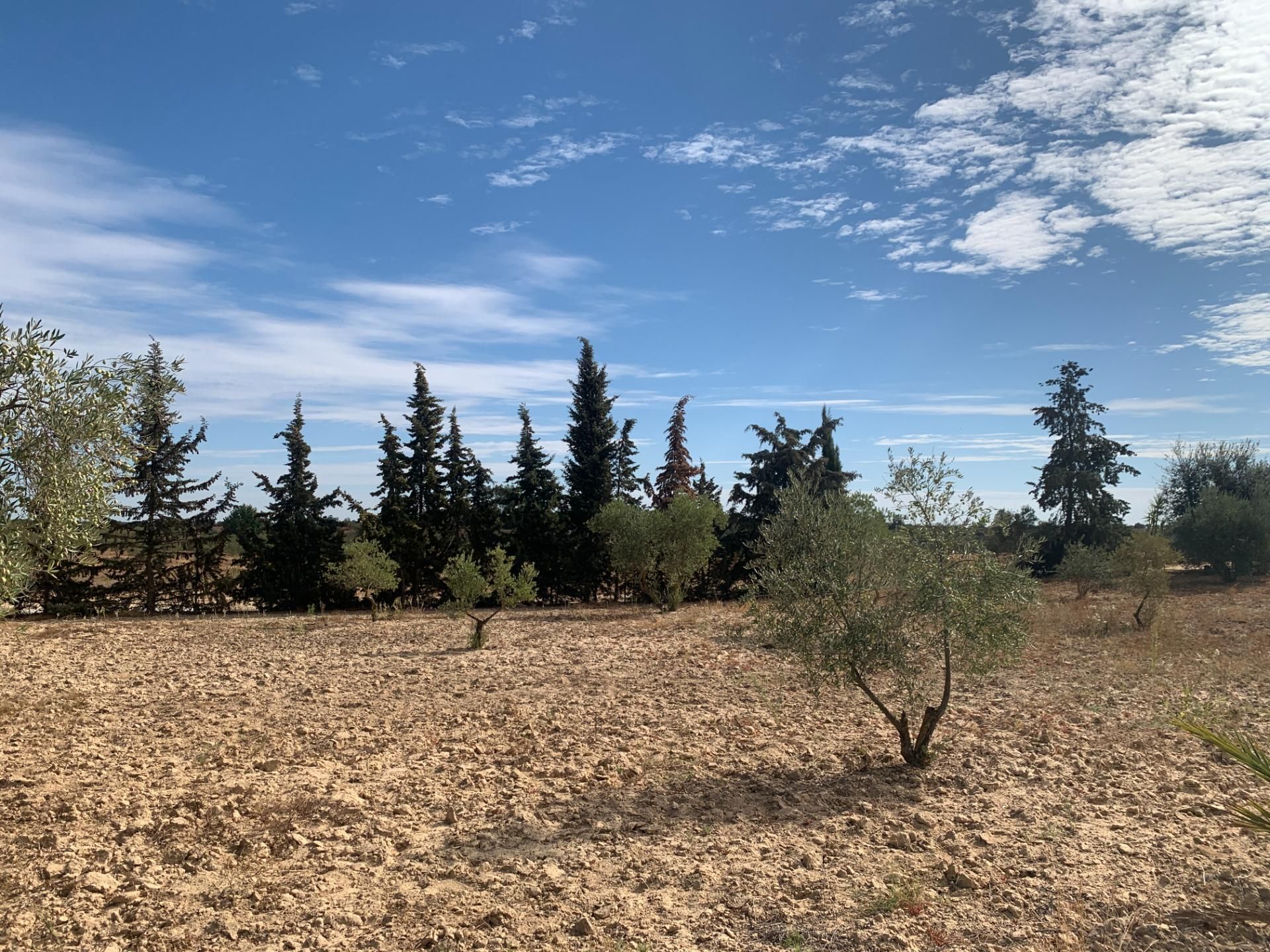 Terreno en venta en Villalba del Alcor