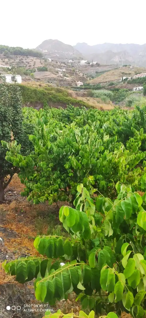 Terreno rústico en venta en Motril  ciudad, imagen 4