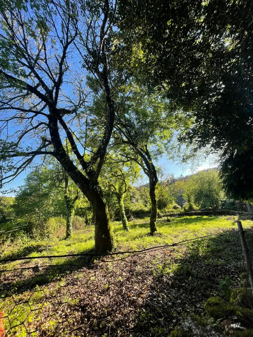 Vista exterior de Finca rústica en venta en O Irixo con Calefacción, Jardín privado y Parquet