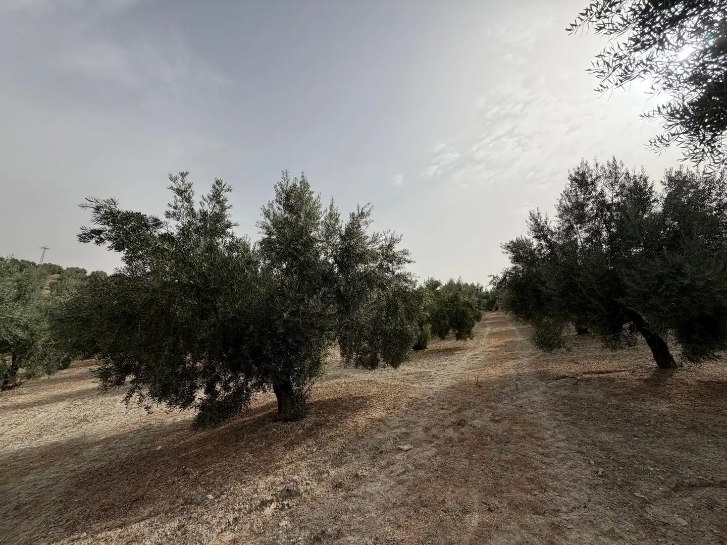 Rural land for sale in Iznalloz, imagen 6