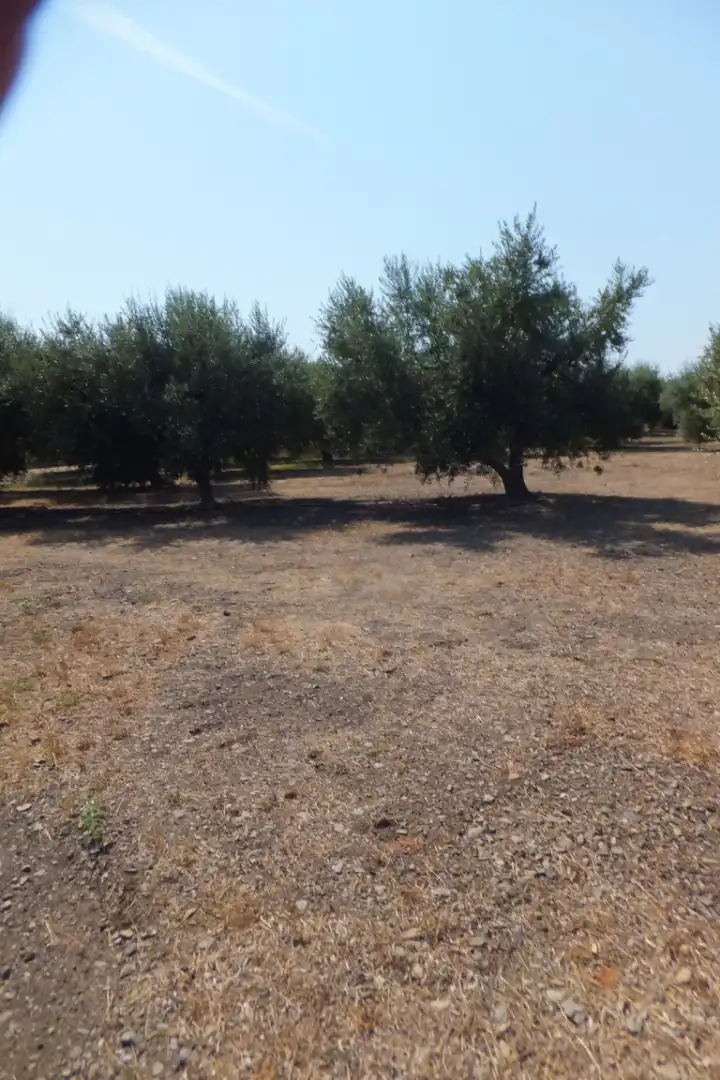 Terreno rústico en venta en Vial Camino, imagen 10