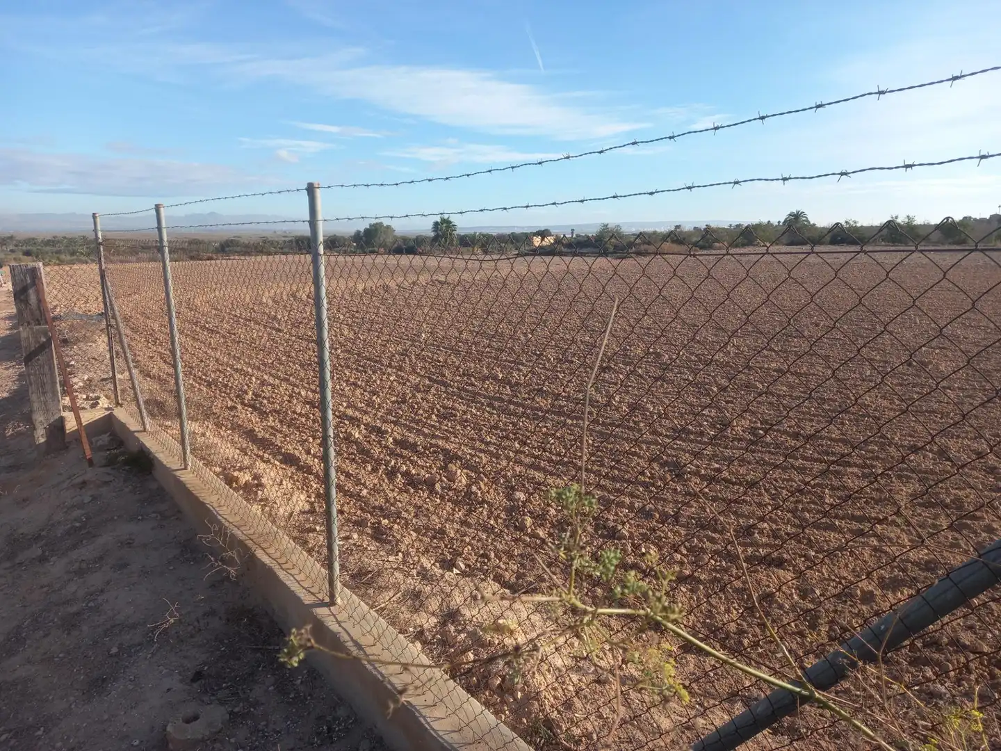 Terrain rustique à vendre à Elche ciudad, imagen 2