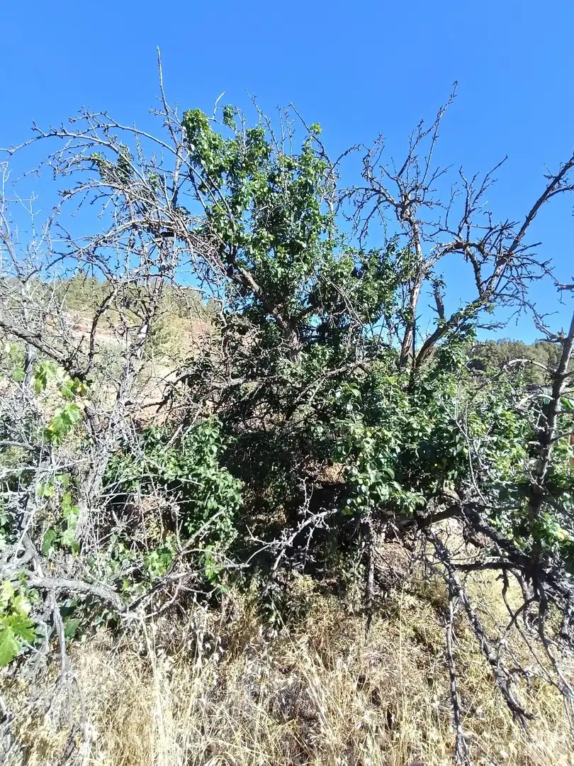 Terreno rústico en venta en M\A LIRIOS. VILAFLOR DE CHASNA [S.C. TENERIFE], imagen 8