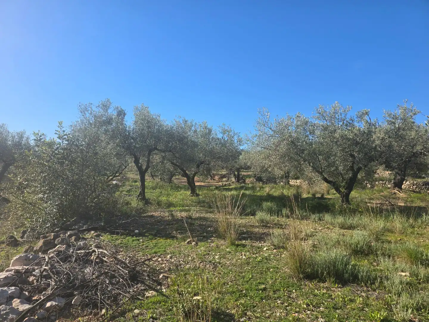 Terreno rustico in vendita a Alcanar, imagen 10
