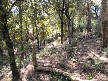 Terreno residencial en venta en Urbanització Boscos Montnegre