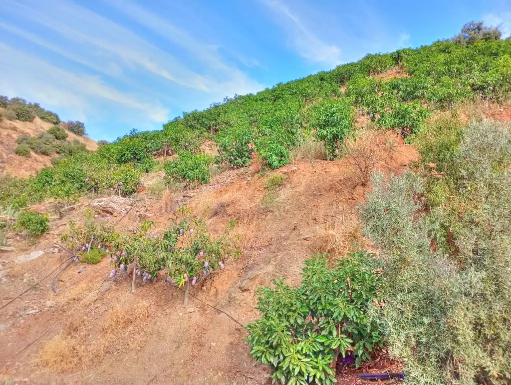 Rural land for sale in El Borge, imagen 4