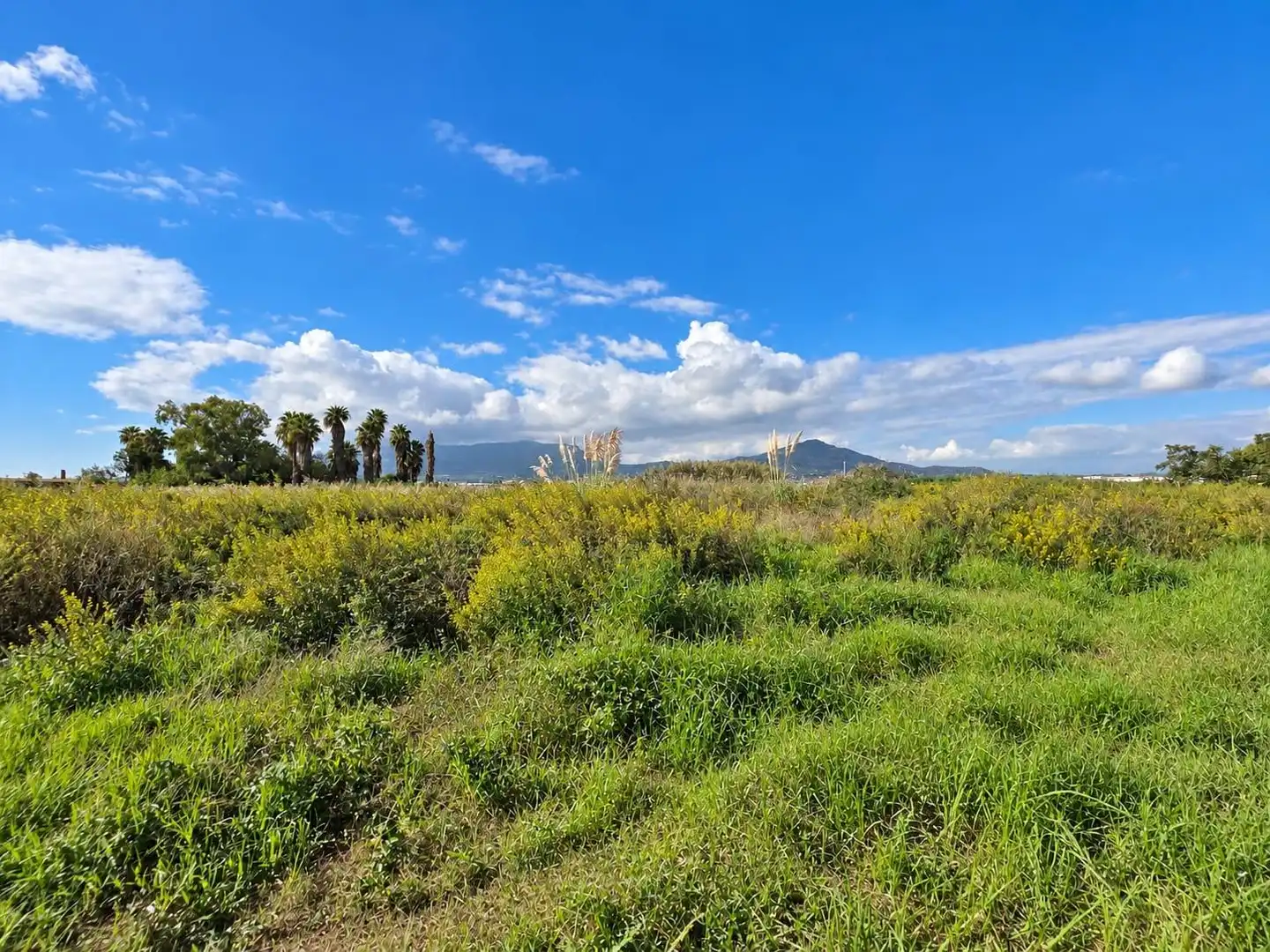 Rural land for sale in Polígono Sèquia de la Figuerola Dreta