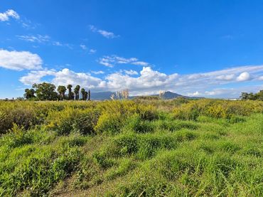 Rural land for sale in Polígono Sèquia de la Figuerola Dreta