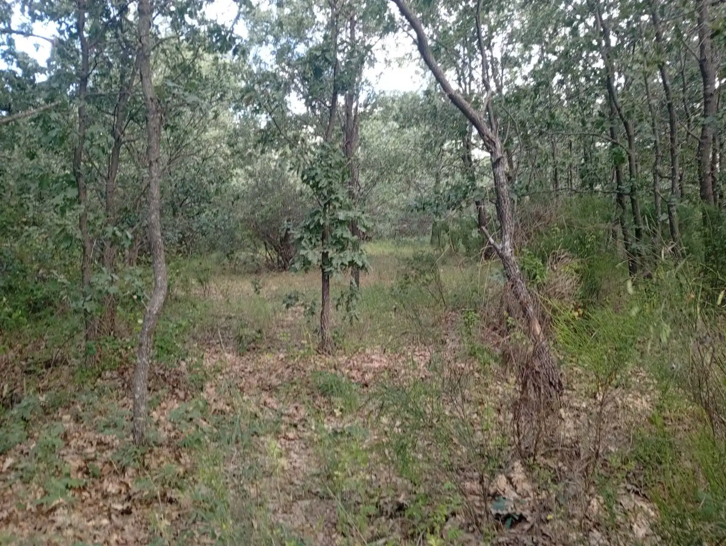 Terreni e lotti in vendita a Losar de la Vera, imagen 25