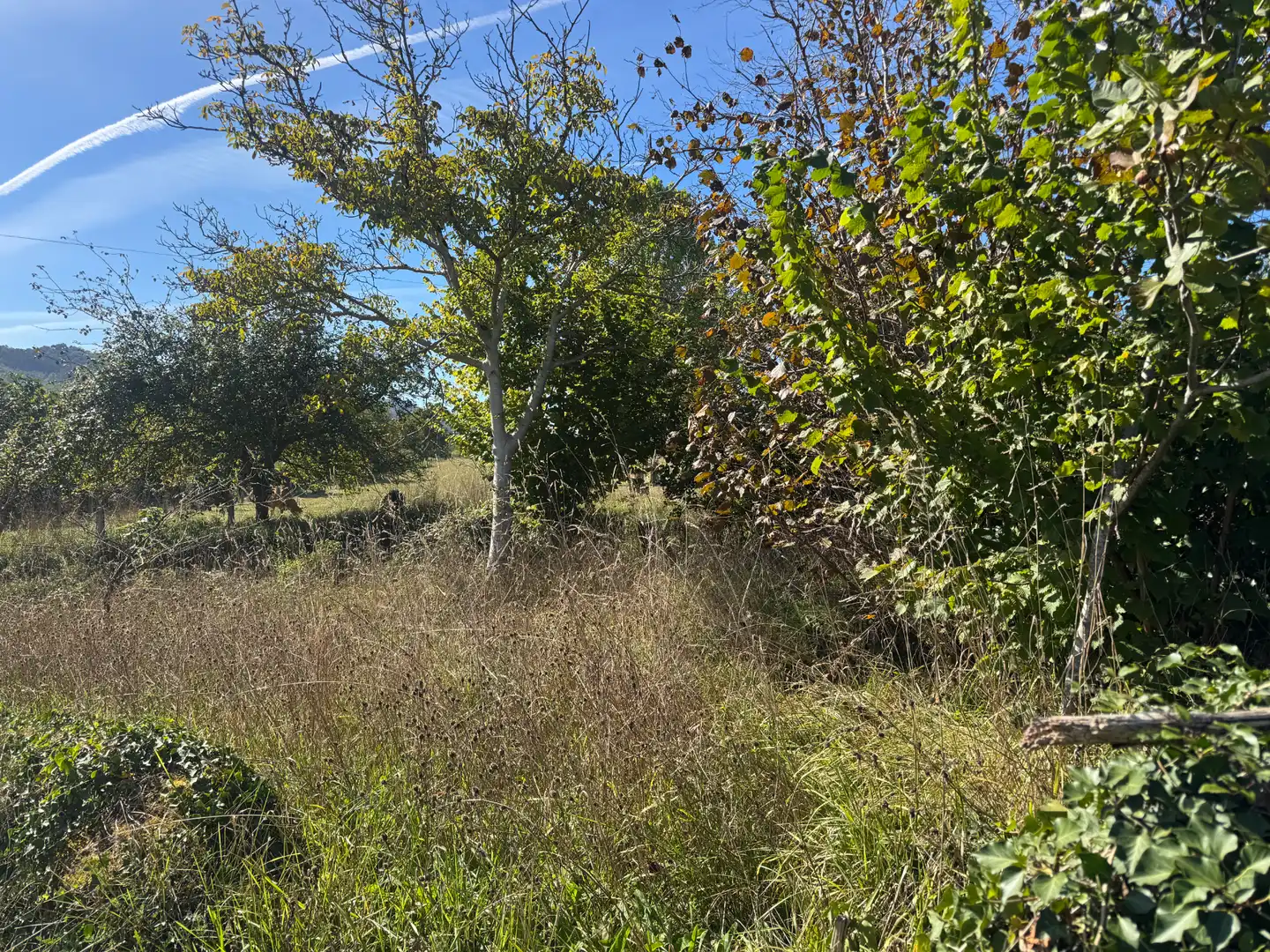 Finca rústica en venda en Nava, Asturias