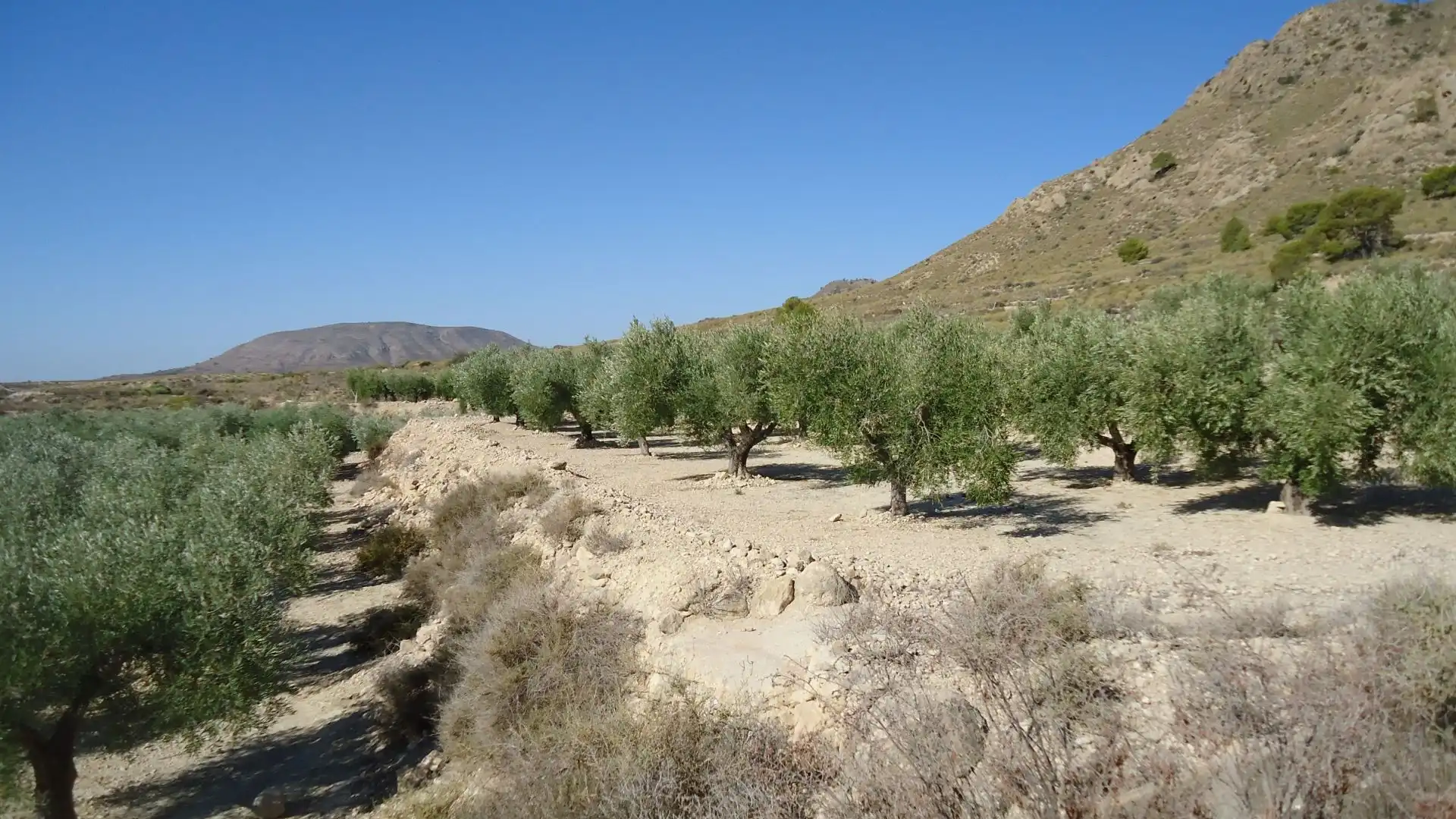 Lands and plots for sale in Abanilla, imagen 4
