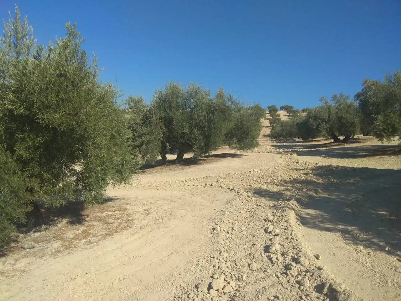 Rustikales Grundstück zum Verkauf in Calle BAENA, imagen 3