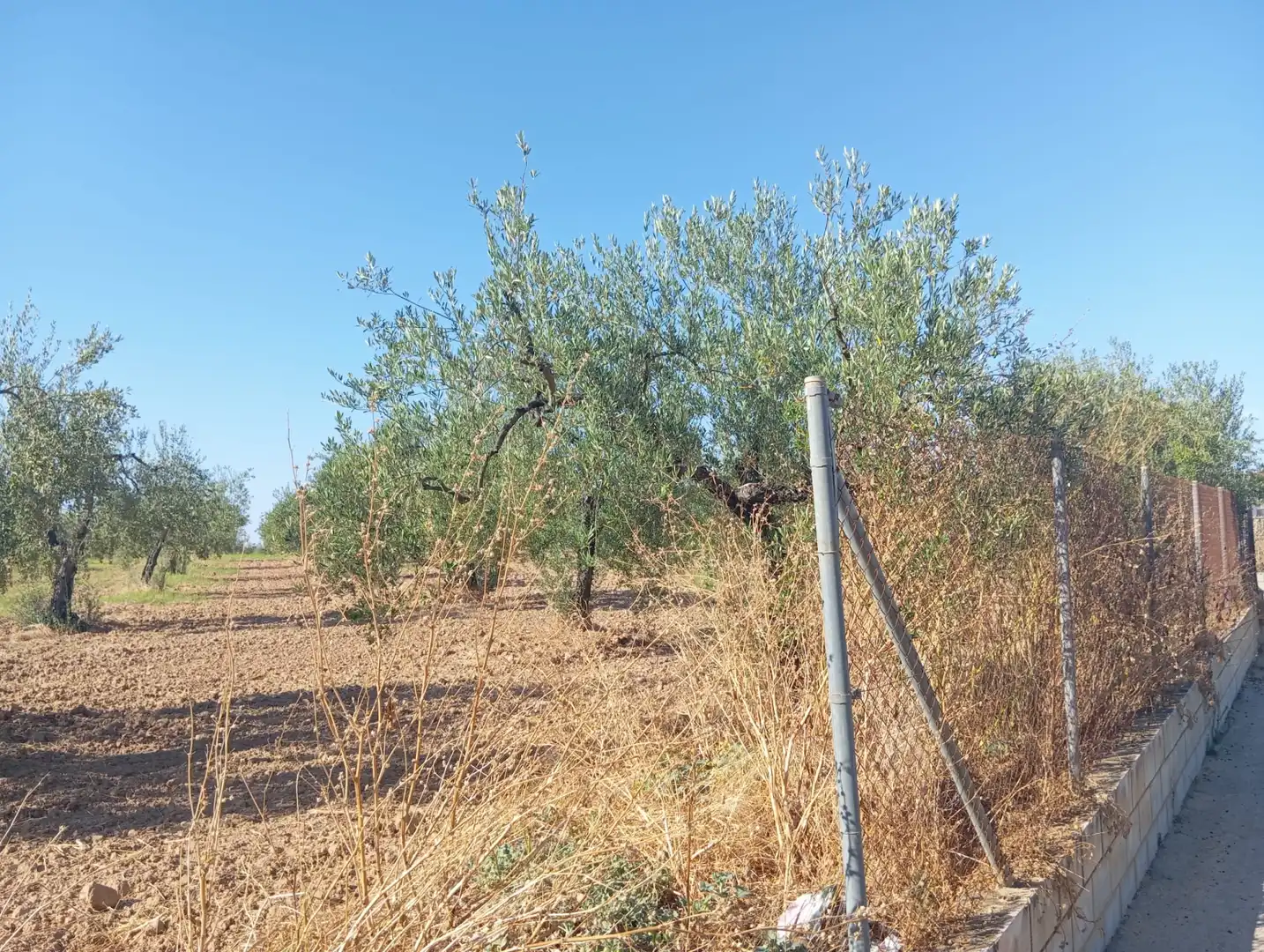 Terreny rústic en venda a Ramal de Espartinas, imagen 3