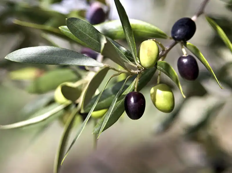 Terreni e lotti in vendita a Torreperogil