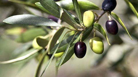 finca OLIVAR I