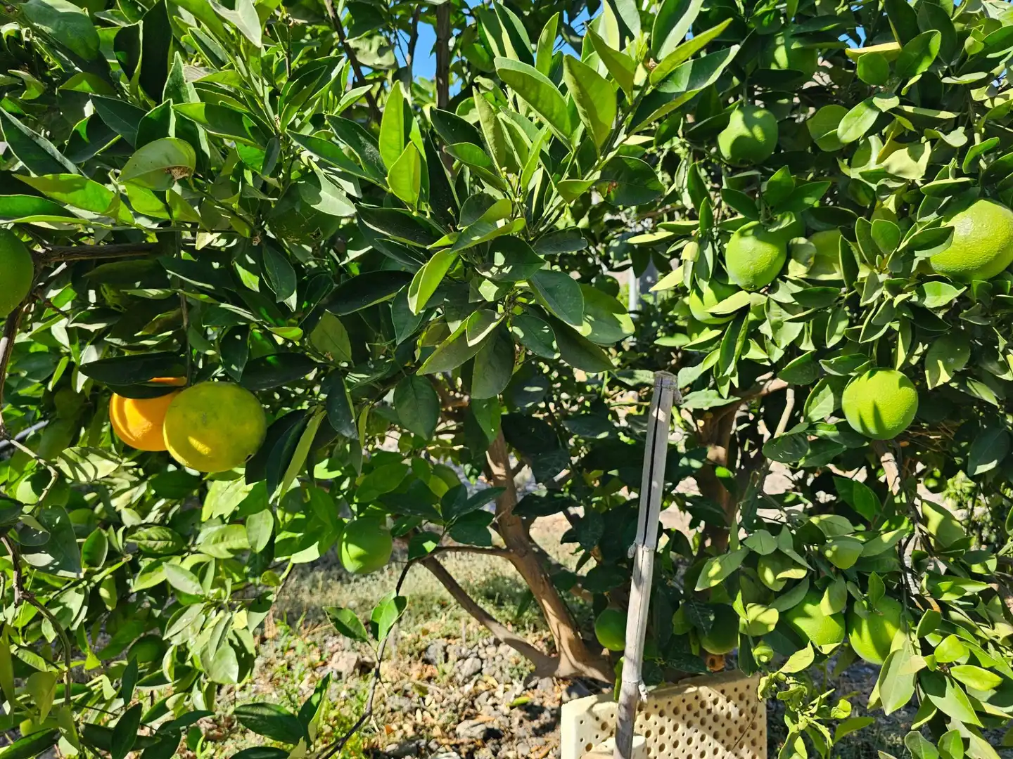 Jardín de Finca rústica en venta en La Aldea de San Nicolás  con Jardín privado, Terraza y Trastero