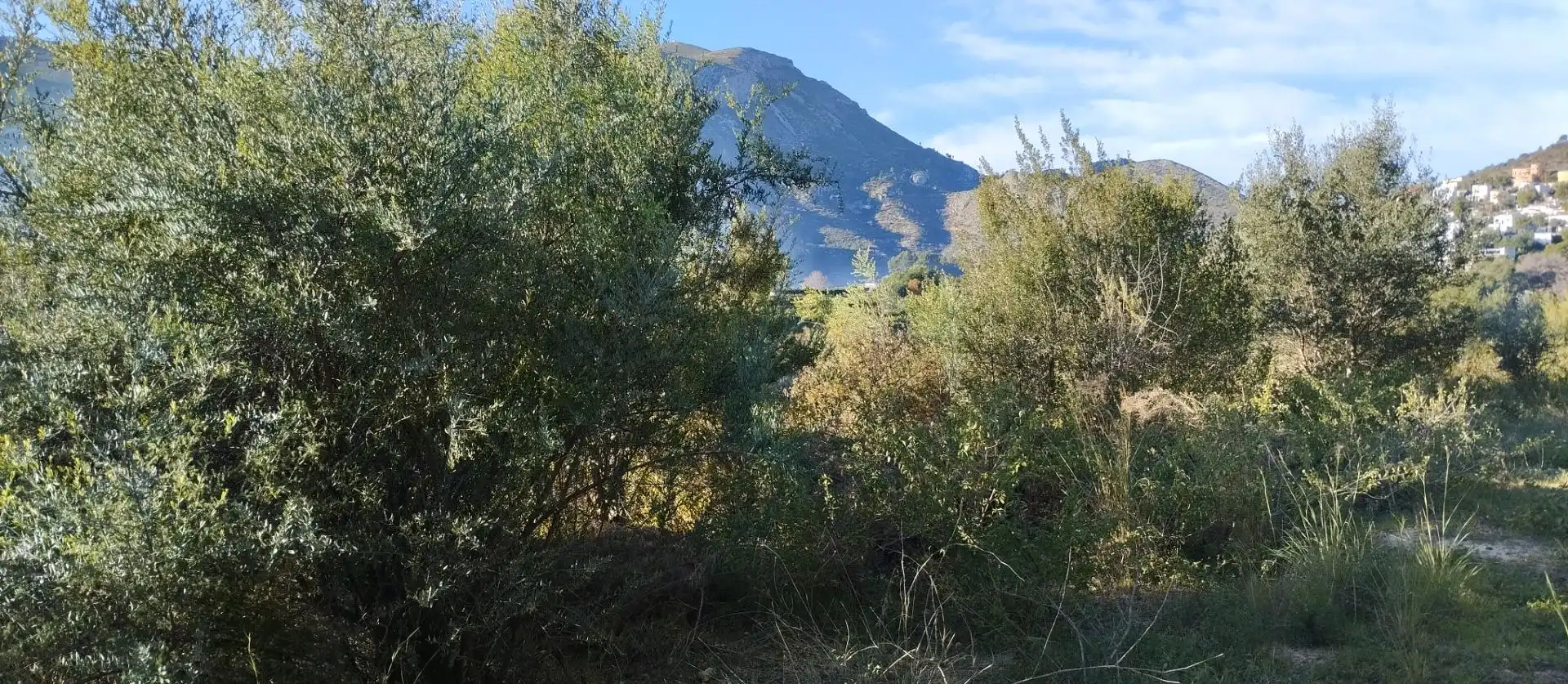 Terreny rústic en venda a L'Atzúbia, imagen 12