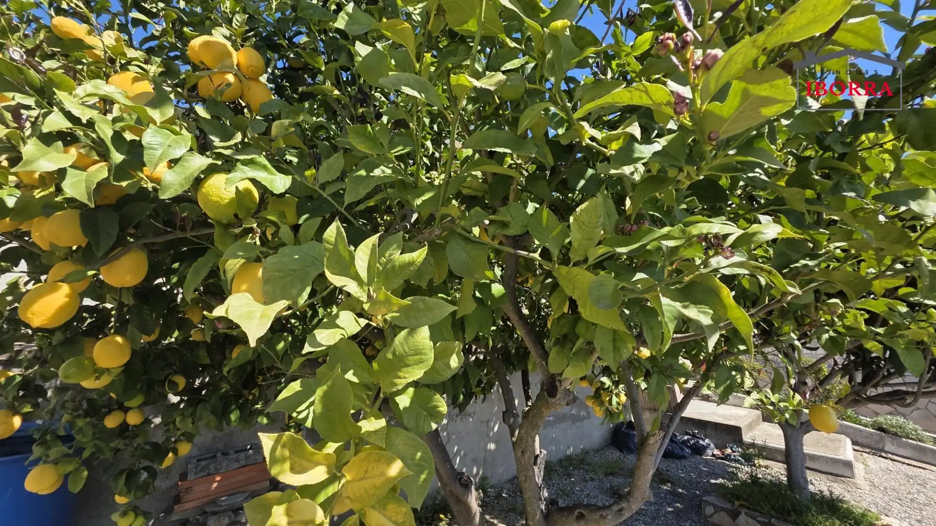 Jardí de Casa o xalet en venda en Tordera amb Jardí privat