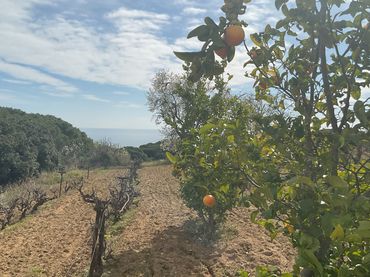 Terreno rústico en venta en Arenys de Munt