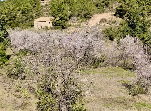 Terrenos y solares en venta en Valjunquera, imagen 21