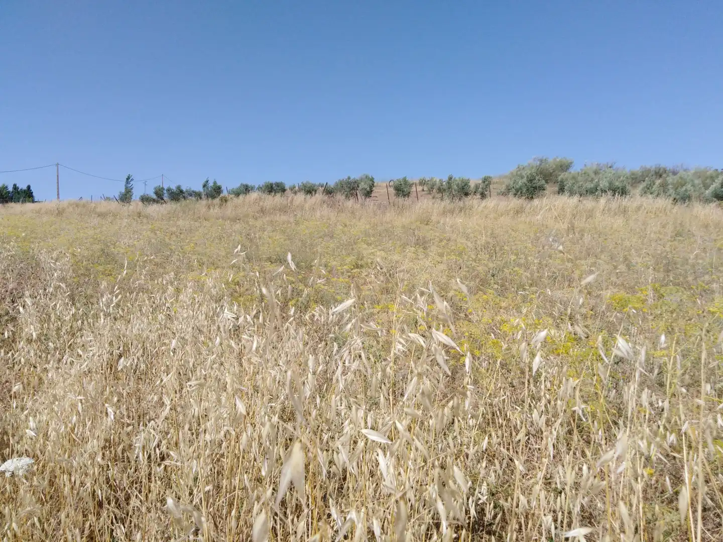 Finca rústica en venda en Ronda