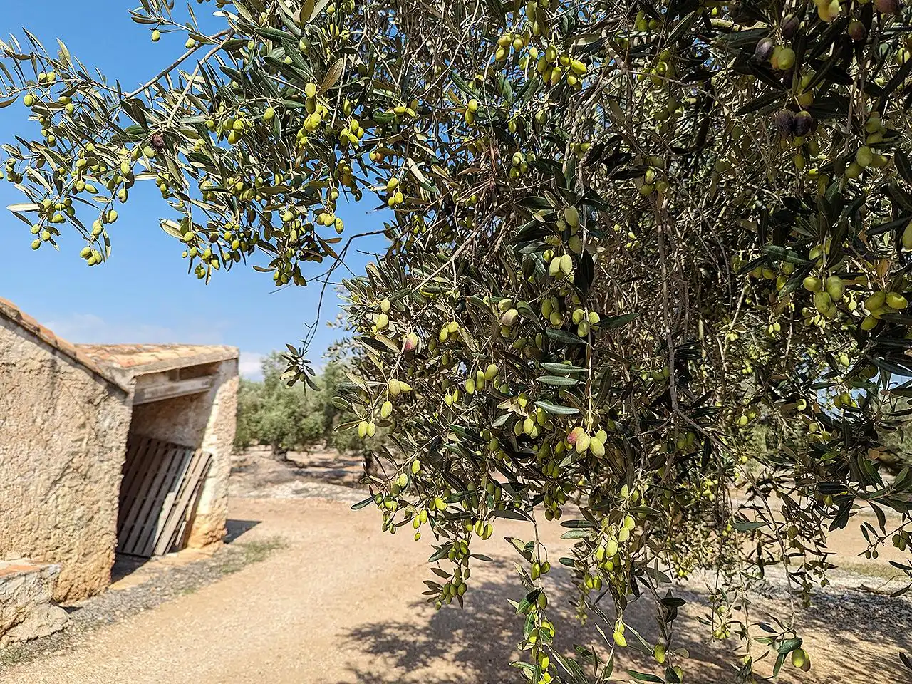 Casa rústica en venda a Partida Termets, imagen 7