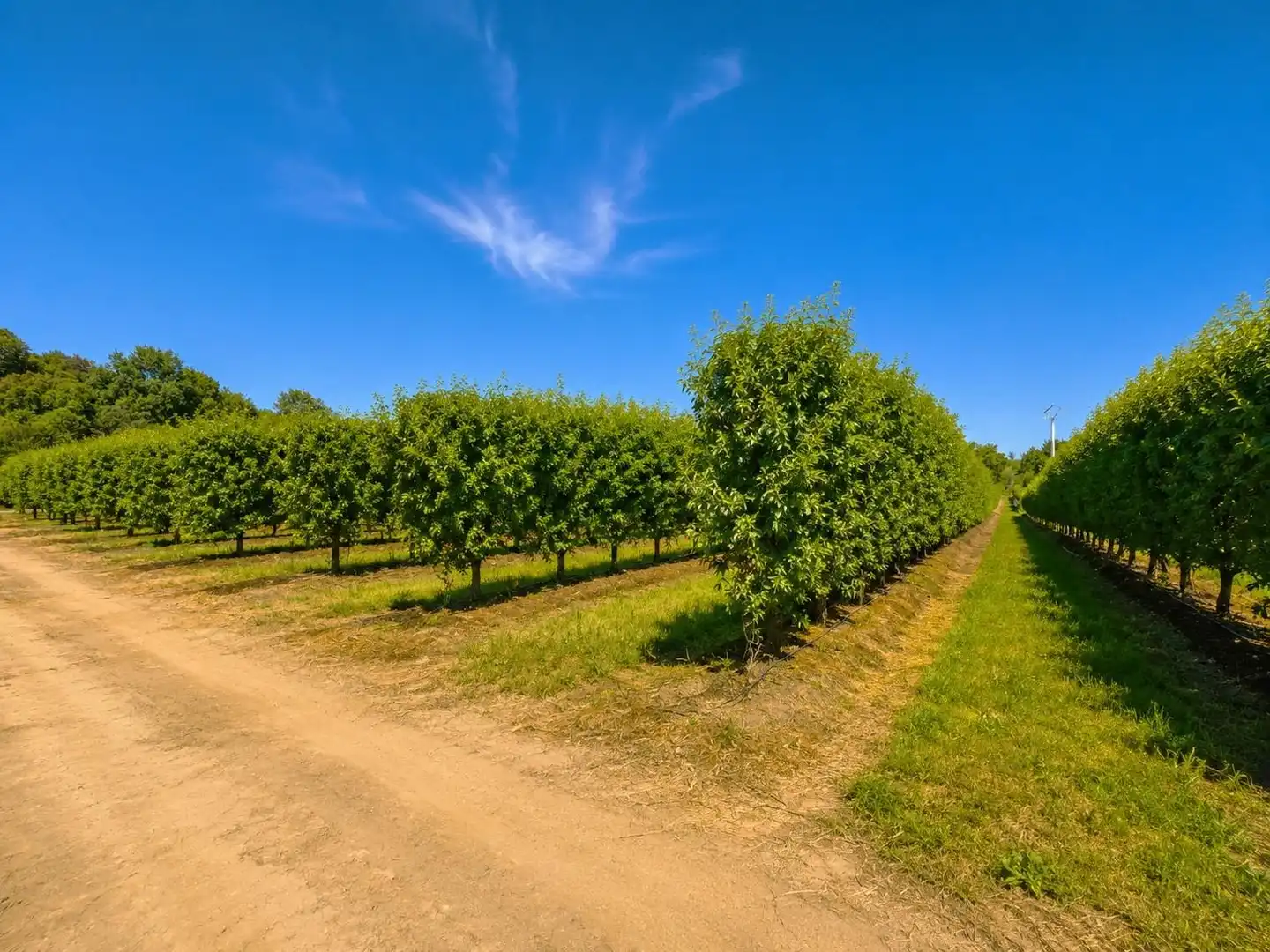 Land for sale in Torrejoncillo