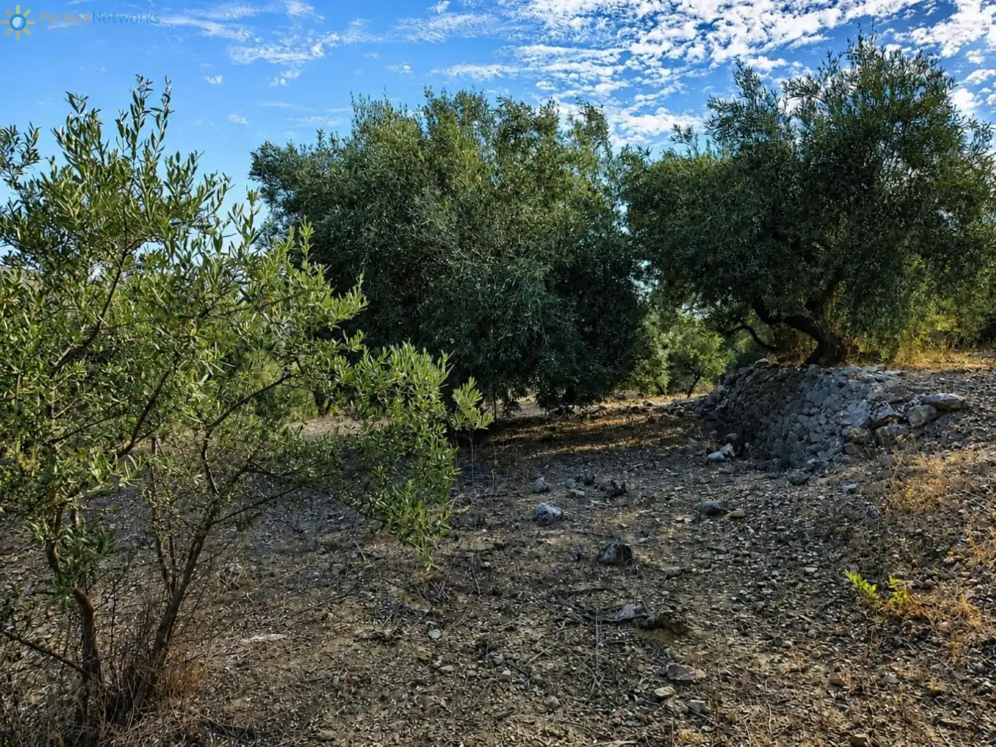 Rural land for sale in L'Atzúbia, imagen 3