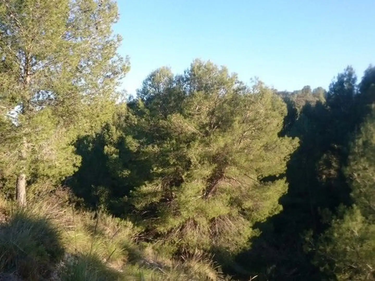 Terreni e lotti in vendita a Moratalla, imagen 21