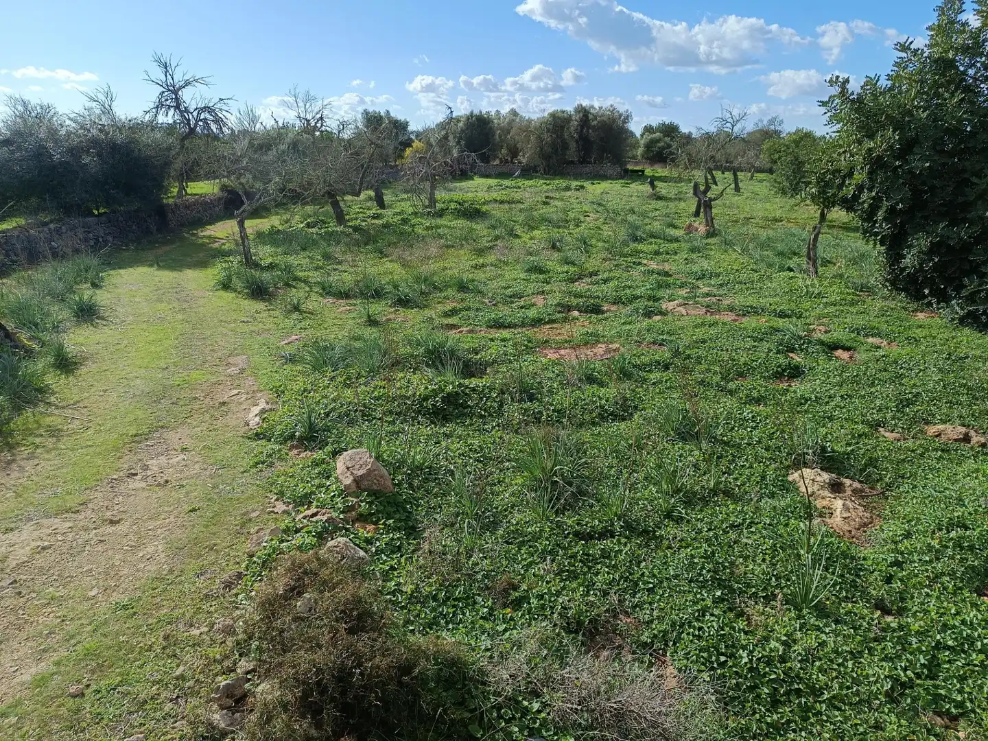 Terreno rustico in vendita a Camino Camí des Rafalet, imagen 5