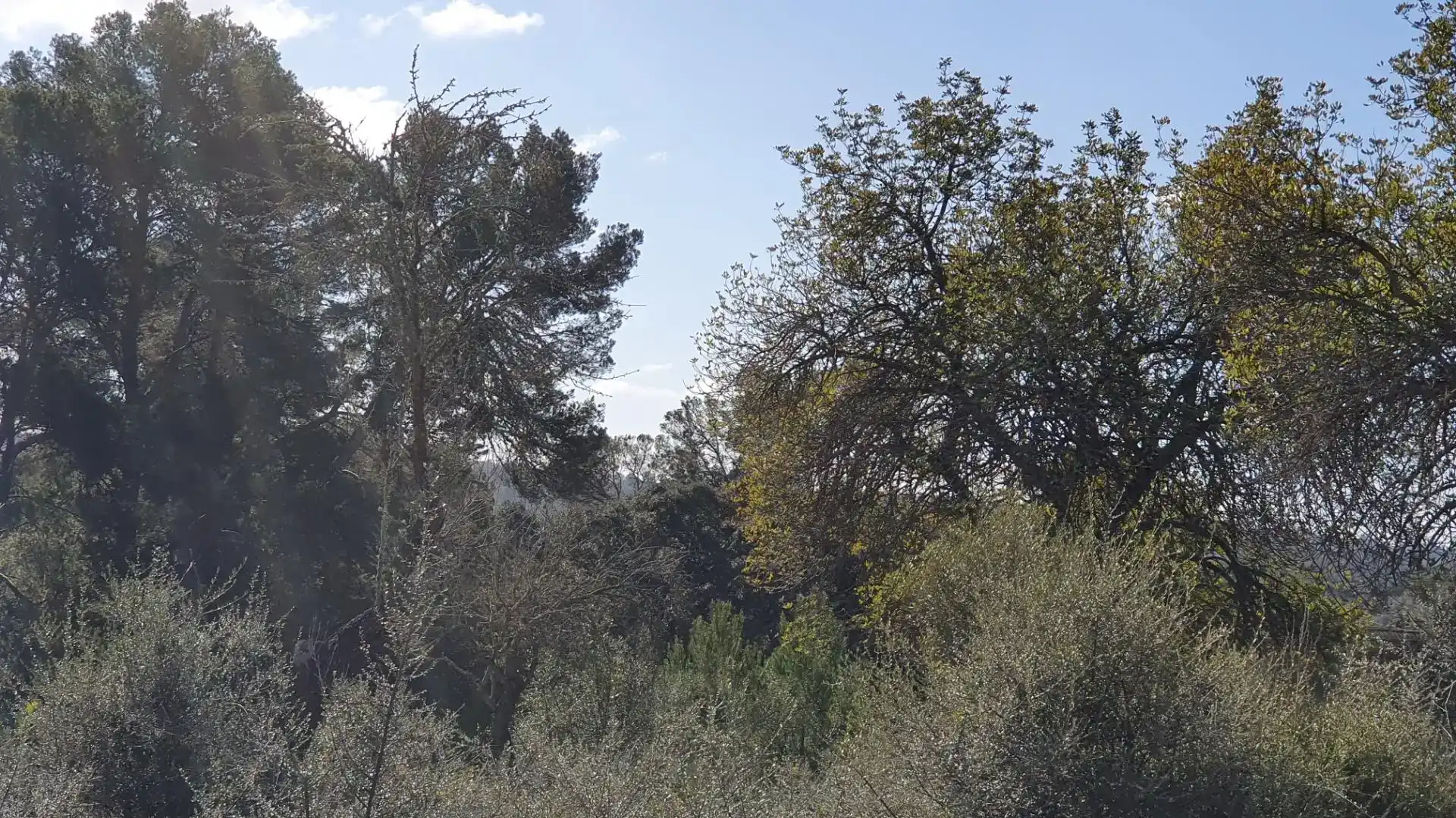 Terreny en venda en Costitx
