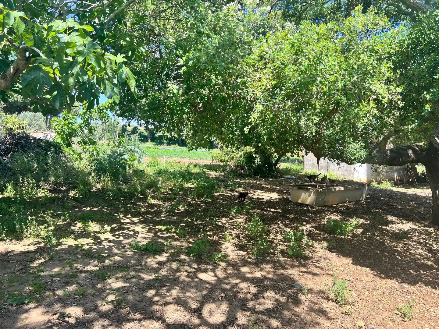 Casa rústica en venda a Vejer, imagen 3