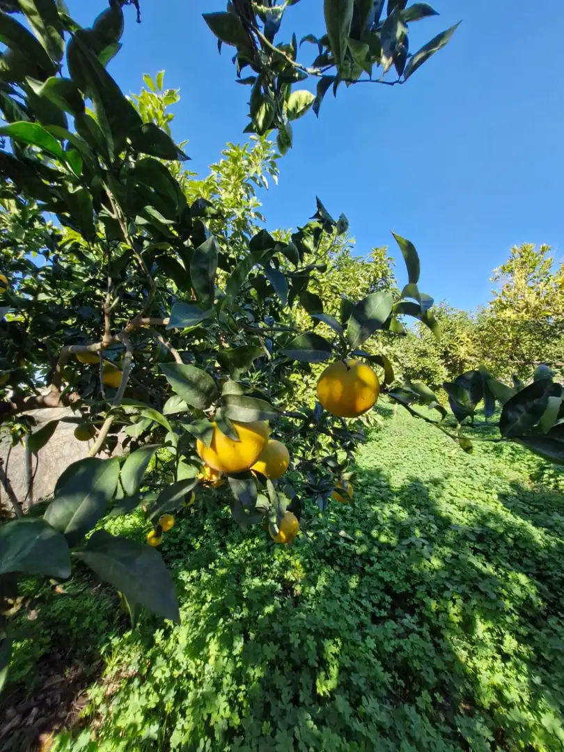 Jardí de Finca rústica en venda en Motril amb Terrassa i Piscina