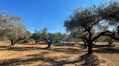 Foto 5 de Finca rústica en venta en Camarles, Tarragona