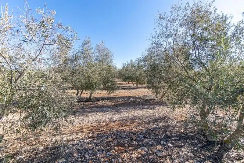 Casa rústica en venda a PAGO CORTIJO DE LAS MONJAS POLIGONO 1 PARCELA 193, imagen 41