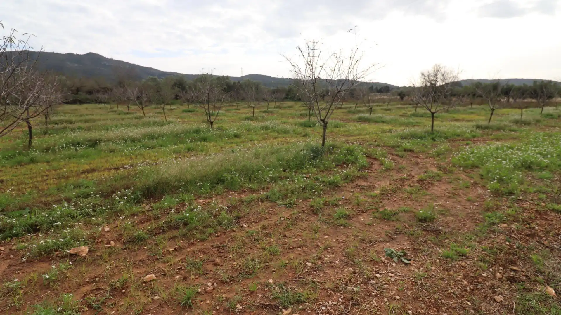 Terreny rústic en venda a Ulldecona, imagen 9