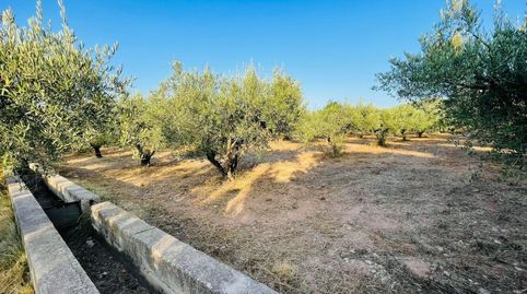 FINCA REGADIO PLENA PRODUCCION, immagine 3