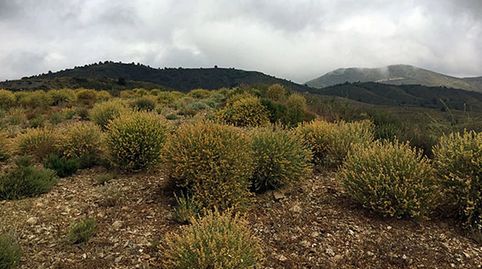 Foto 3 de Terreno en venta en Plaza Real, San Mateo, Lorca