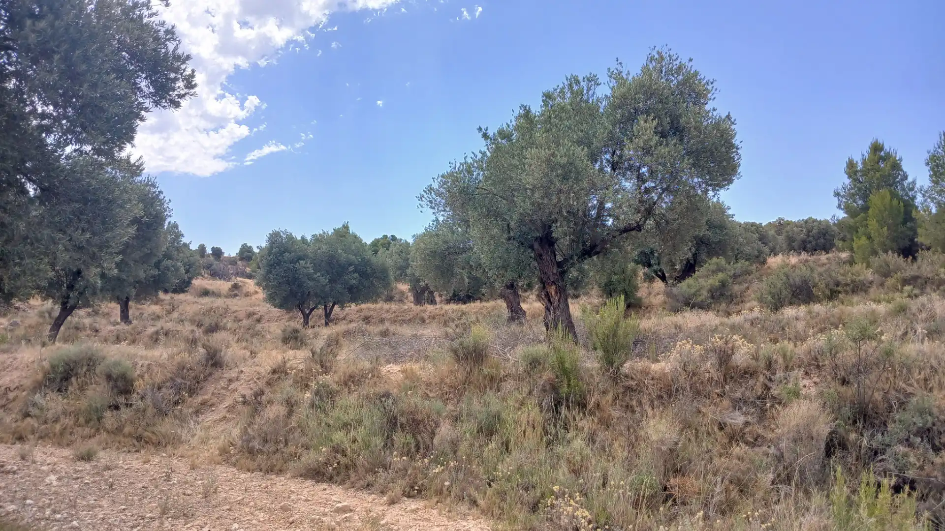 Terreno en venta en Torrevelilla, Teruel