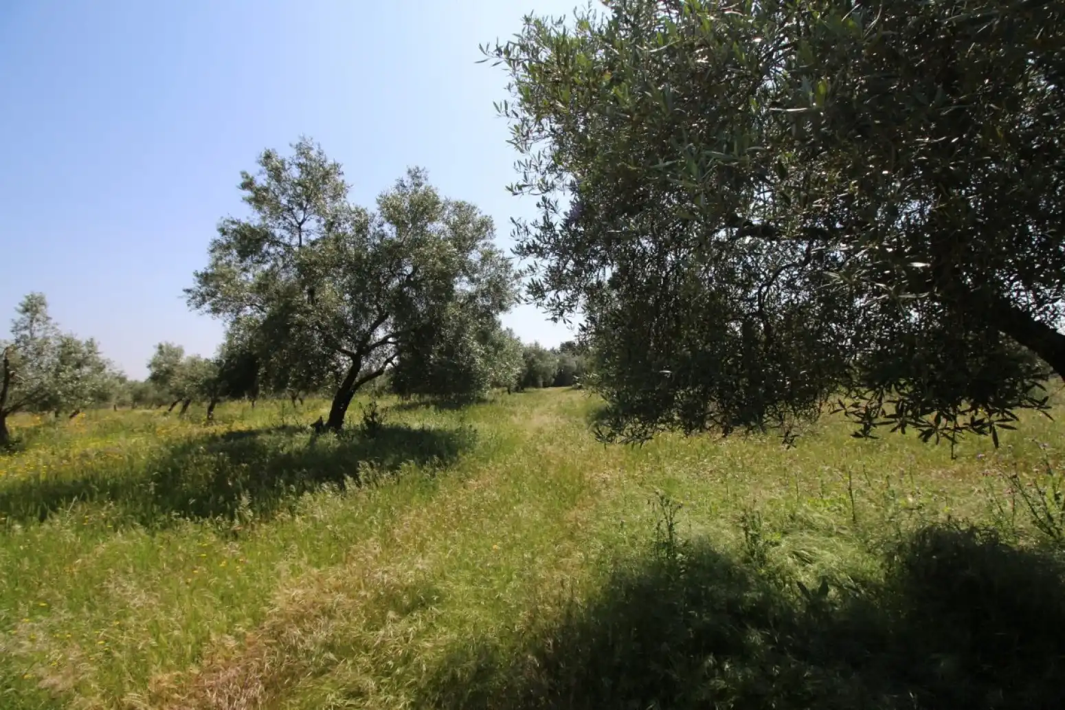 Land for sale in Esparragalejo
