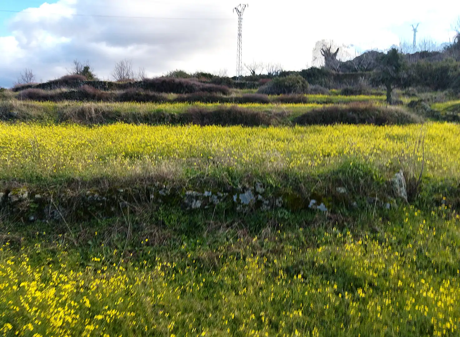 Land for sale in Casas del Castañar