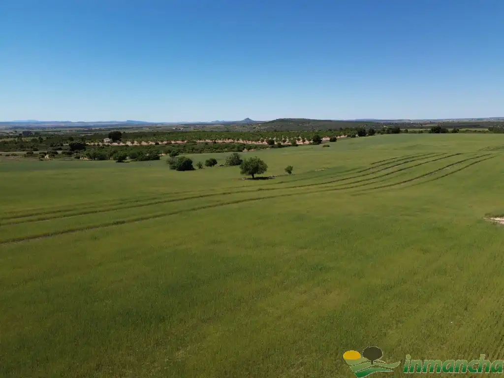 Terreni e lotti in vendita a Almansa