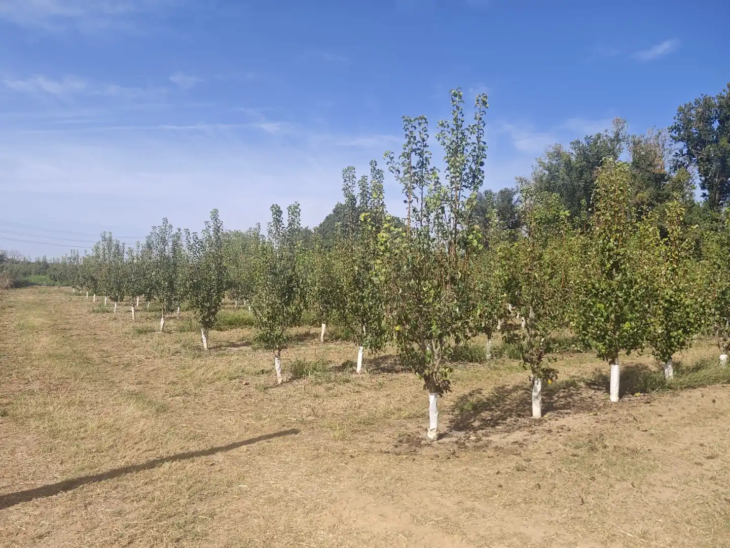 Land for sale in Albatàrrec