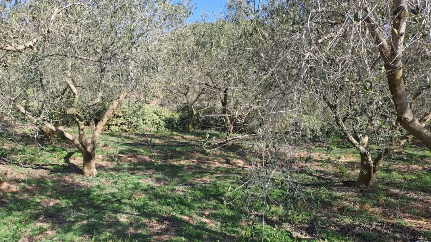 Jardí de Finca rústica en venda en Castellvell del Camp