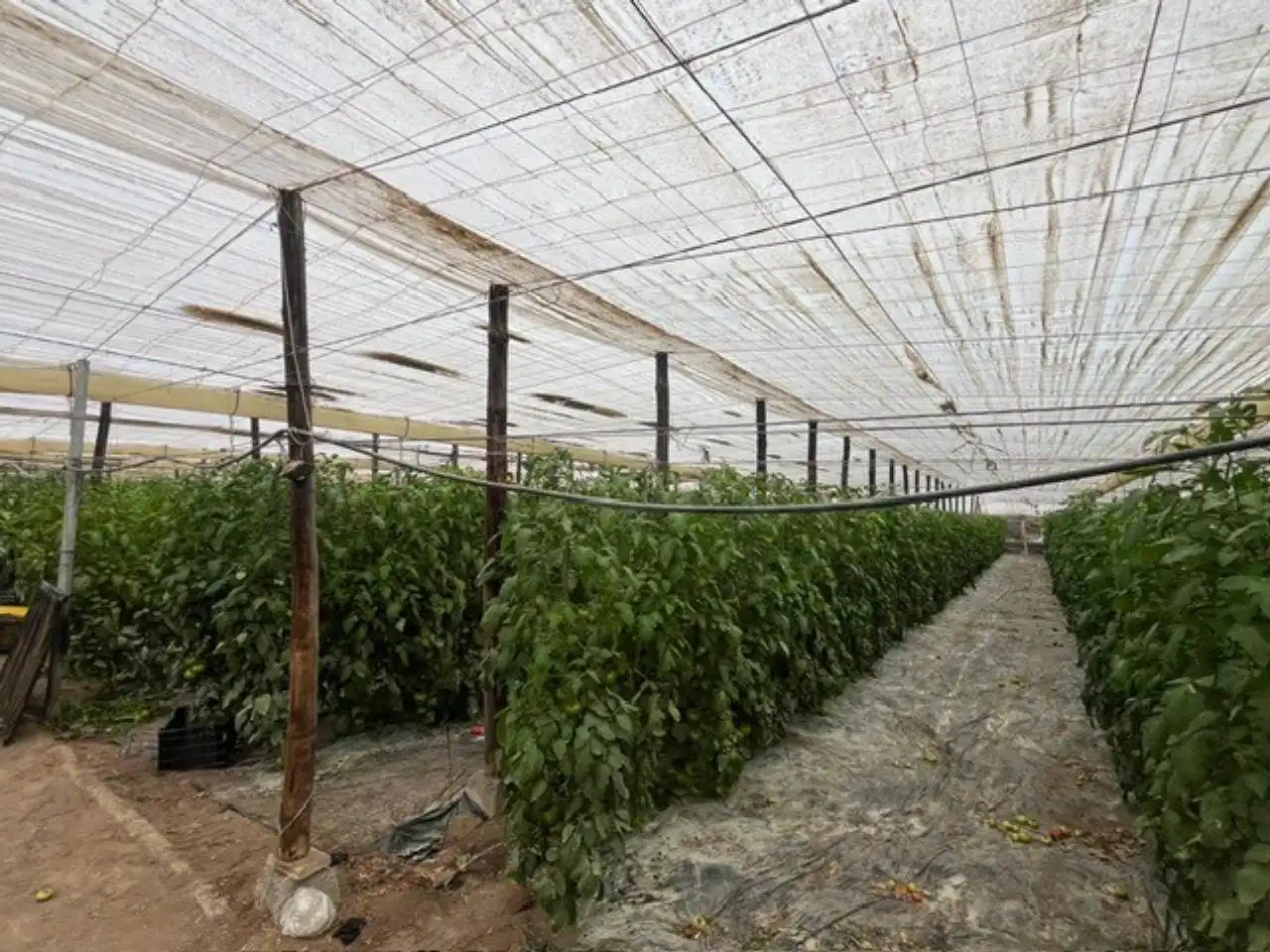 Terreny rústic en venda a Níjar pueblo, imagen 17