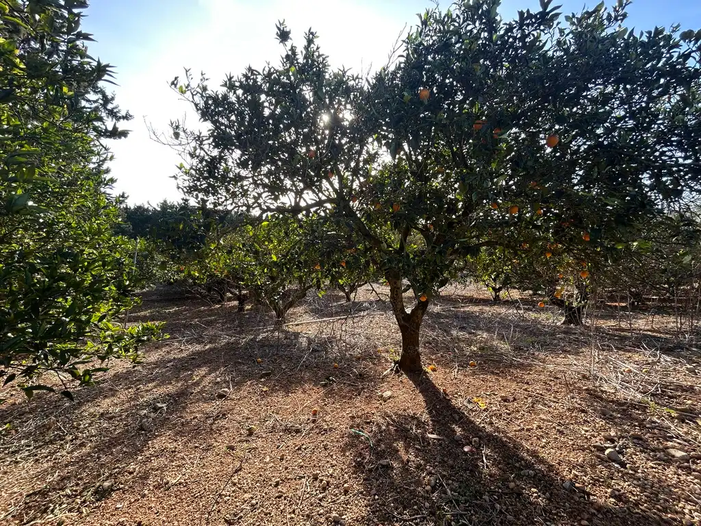Land for sale in Muro