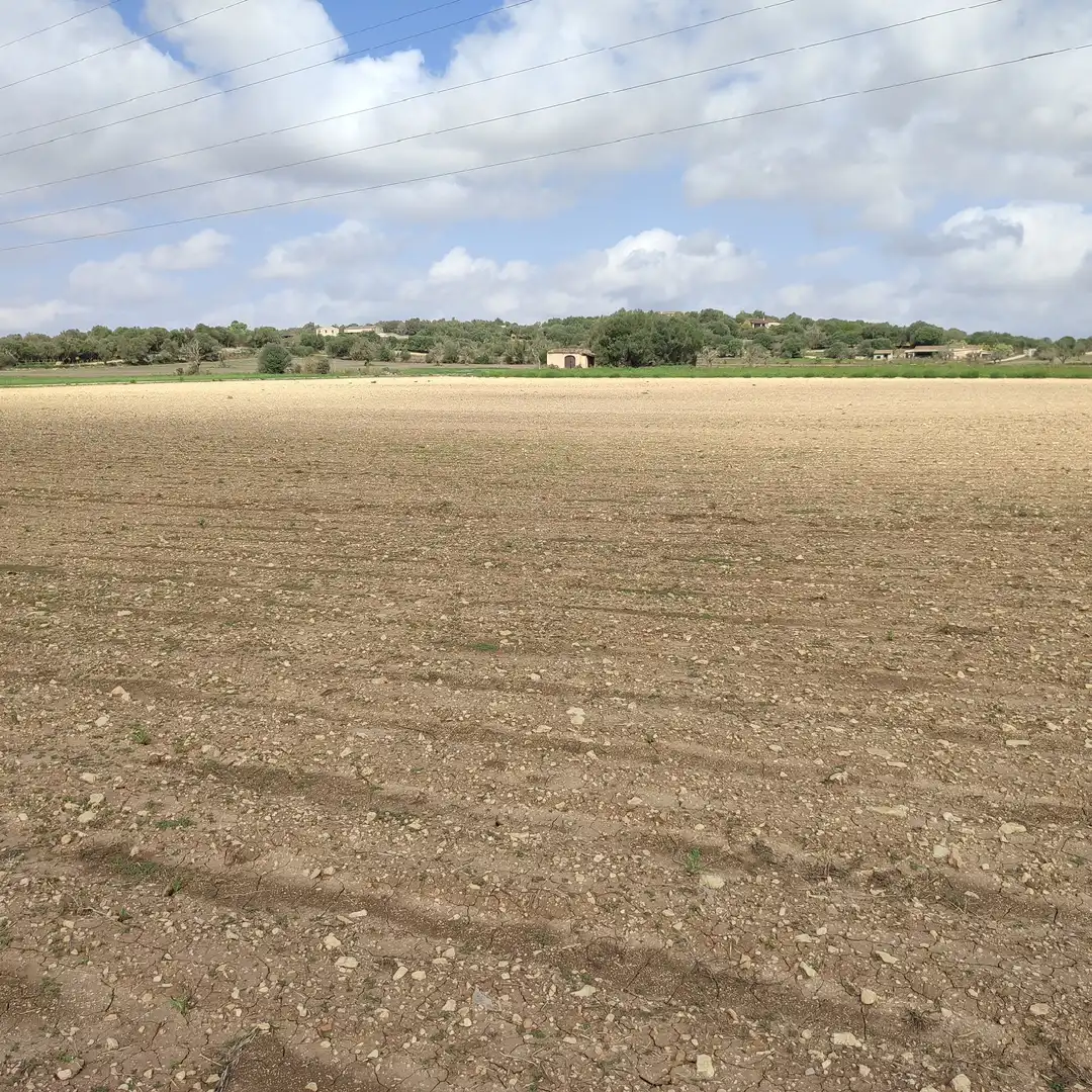 Rural land for sale in Vilafranca de Bonany, imagen 9
